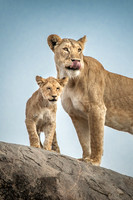Lions GALLERY