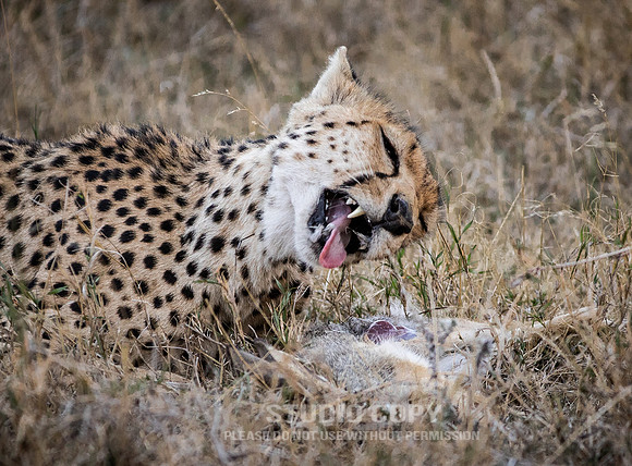 CDR_09242019_Tanzania_2798_tanzania_