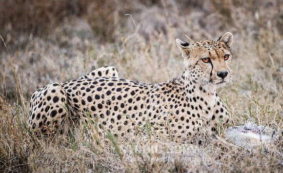 CDR_09242019_Tanzania_2815_tanzania_