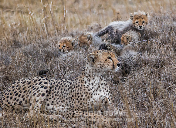 CDR_09242019_Tanzania_2891_tanzania_