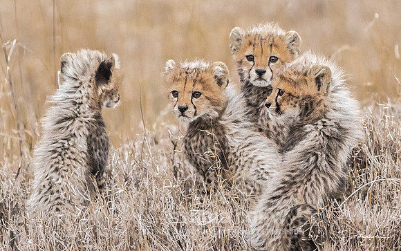CDR_09242019_Tanzania_2954 cheetah cubs
