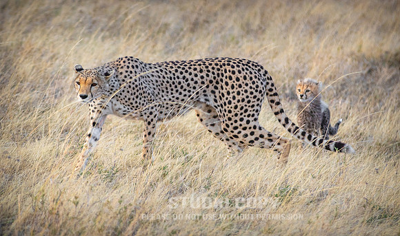 CDR_09252019_Tanzania_0090