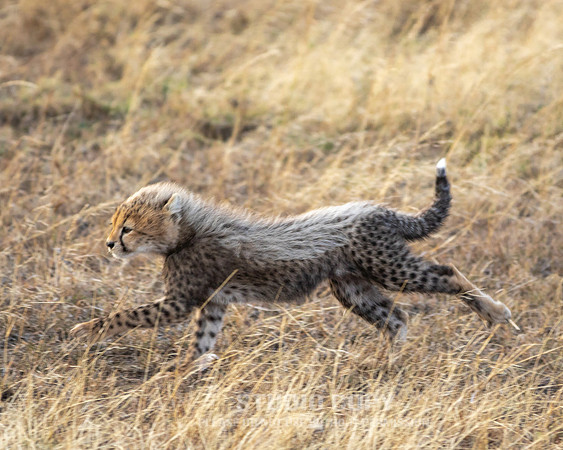 CDR_09252019_Tanzania_0097_tanzania_