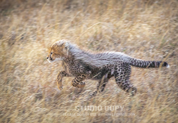 CDR_09252019_Tanzania_0105