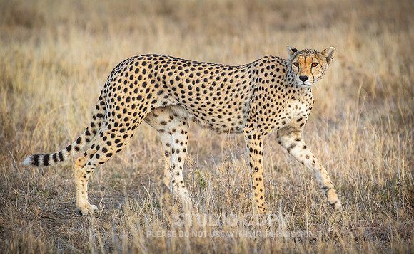 CDR_09252019_Tanzania_0143