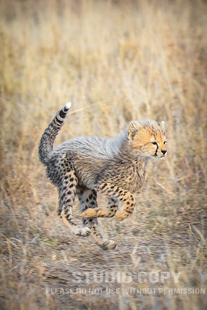 CDR_09252019_Tanzania_0148