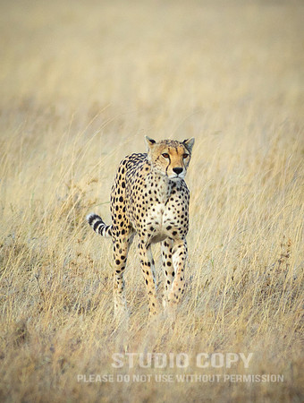 CDR_09252019_Tanzania_0162_tanzania_