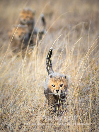 CDR_09252019_Tanzania_0211_tanzania_