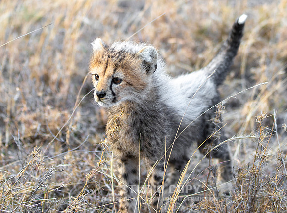 CDR_09252019_Tanzania_0243_tanzania_