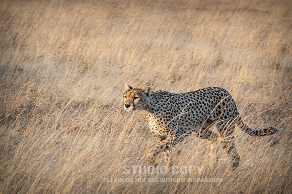CDR_09252019_Tanzania_0271