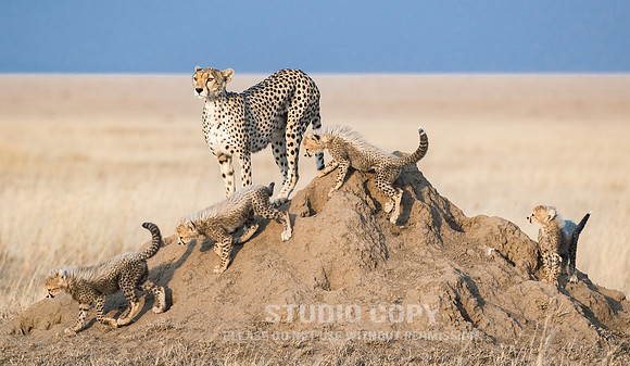 CDR_09252019_Tanzania_0323_tanzania_