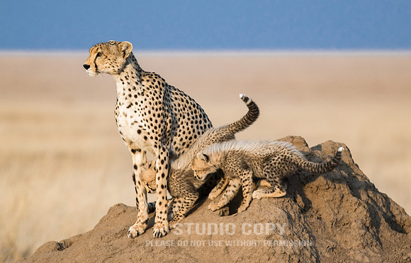 CDR_09252019_Tanzania_0329