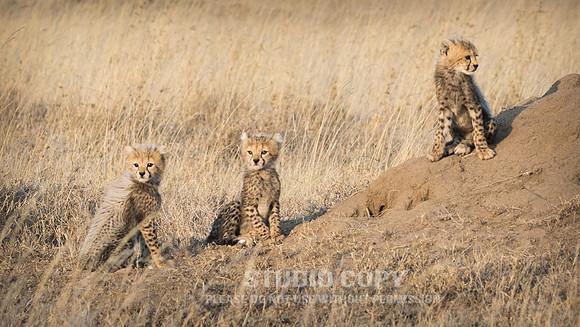CDR_09252019_Tanzania_0366
