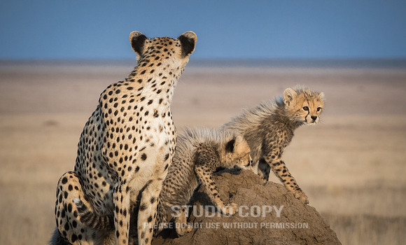 CDR_09252019_Tanzania_0418