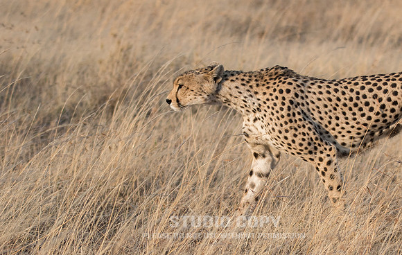 CDR_09252019_Tanzania_0442_tanzania_