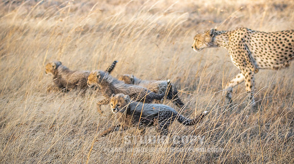 CDR_09252019_Tanzania_0448
