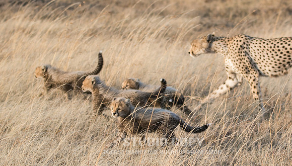 CDR_09252019_Tanzania_0449_tanzania_