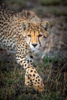 Cheetahs GALLERY