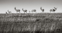 Gazelles, Deer, Antelopes GALLERY