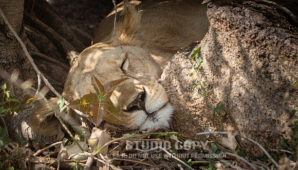 CDR_09252019_Tanzania_0802_tanzania_
