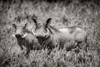 Warthogs GALLERY
