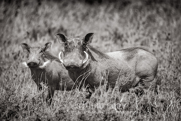 CDR_09252019_Tanzania_0808_tanzania_