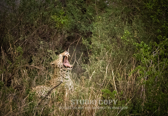 CDR_09252019_Tanzania_1229_tanzania_