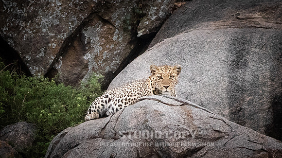 CDR_09252019_Tanzania_1318_tanzania_
