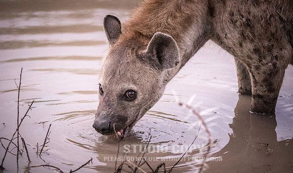 CDR_09262019_Tanzania_0013_tanzania_