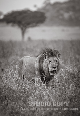 CDR_09262019_Tanzania_0076 (1)_tanzania_