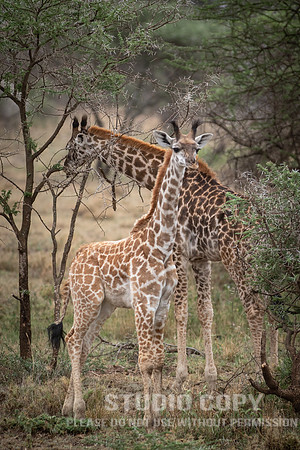 CDR_09262019_Tanzania_0523_tanzania_