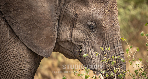 CDR_09262019_Tanzania_0578_tanzania_