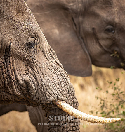 CDR_09262019_Tanzania_0582_tanzania_