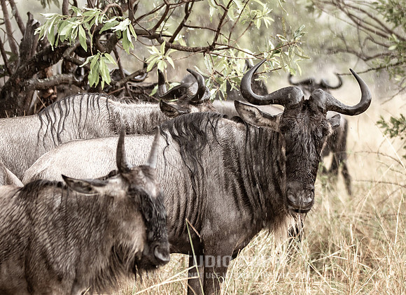 CDR_09262019_Tanzania_0629_tanzania_