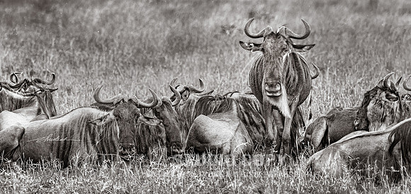 CDR_09262019_Tanzania_0771 wildebeests