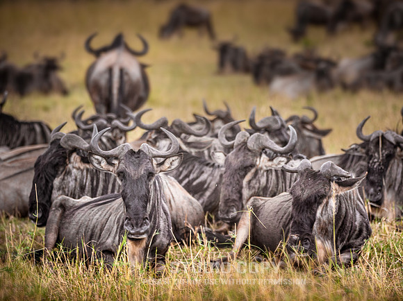CDR_09262019_Tanzania_0775 wildebeests