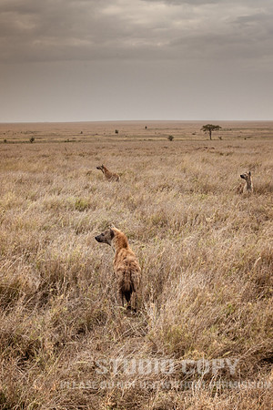 CDR_09262019_Tanzania_0933_tanzania_