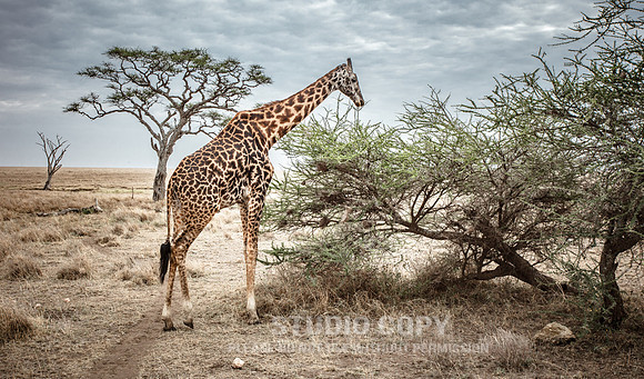 CDR_09262019_Tanzania_0987_tanzania_