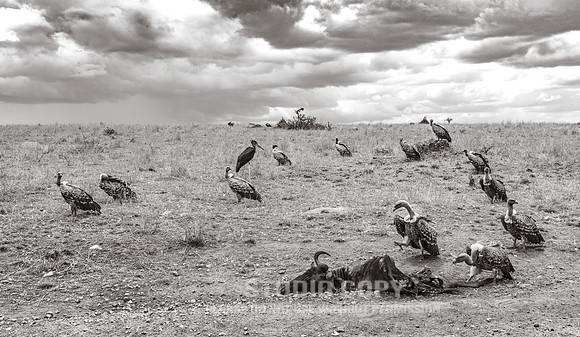CDR_09262019_Tanzania_1030_tanzania_