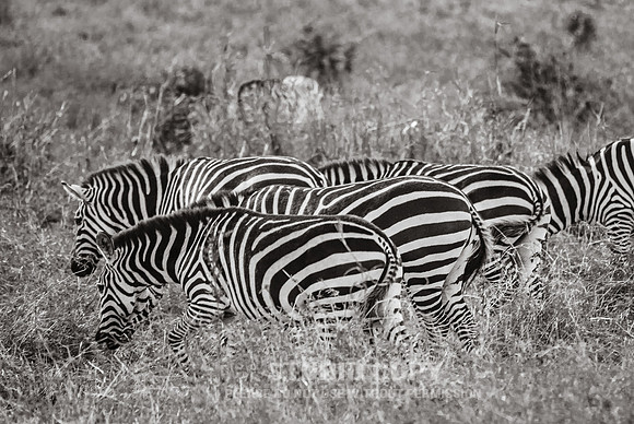 CDR_09262019_Tanzania_2048_tanzania_