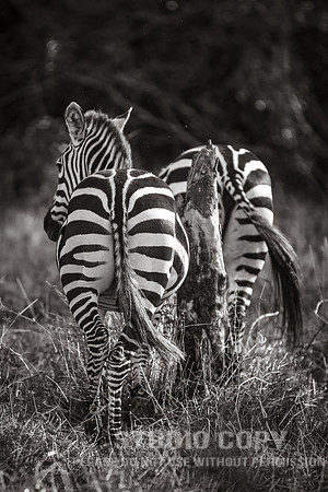CDR_09262019_Tanzania_2052_tanzania_