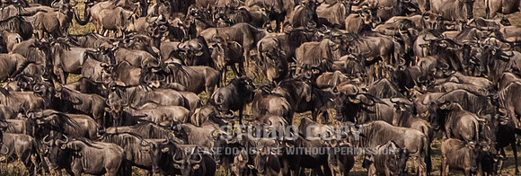 CDR_09262019_Tanzania_2061_tanzania_