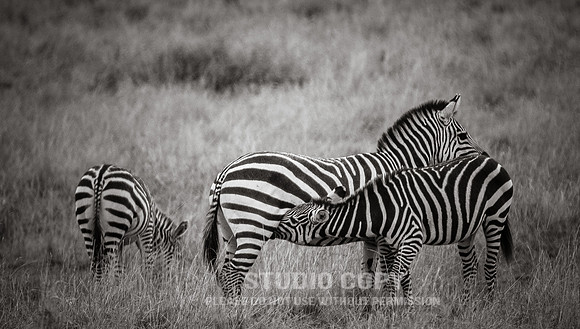 CDR_09262019_Tanzania_2108_tanzania_