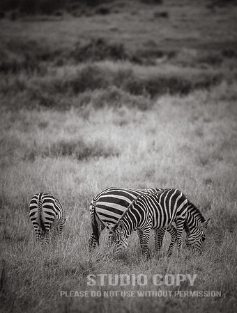 CDR_09262019_Tanzania_2118_tanzania_