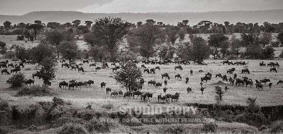 CDR_09262019_Tanzania_2156_tanzania_