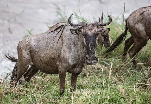 CDR_09262019_Tanzania_2398_tanzania_