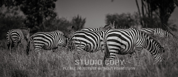 CDR_09262019_Tanzania_2884_tanzania_