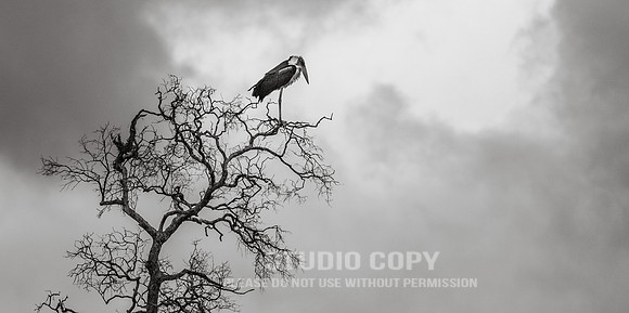 CDR_09262019_Tanzania_2878_tanzania_