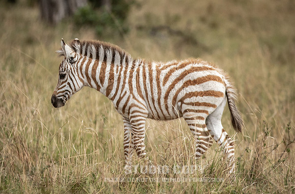 CDR_09262019_Tanzania_2891_tanzania_