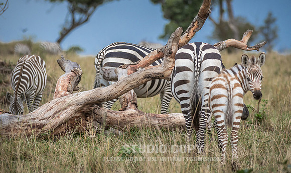 CDR_09262019_Tanzania_2918_tanzania_